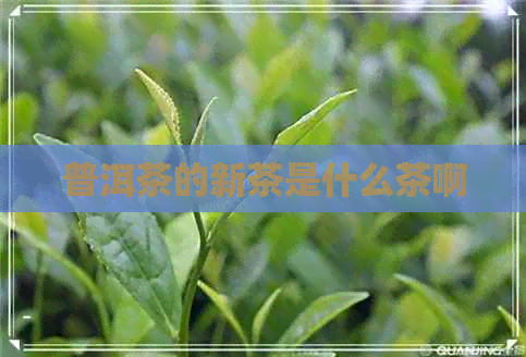 普洱茶的新茶是什么茶啊