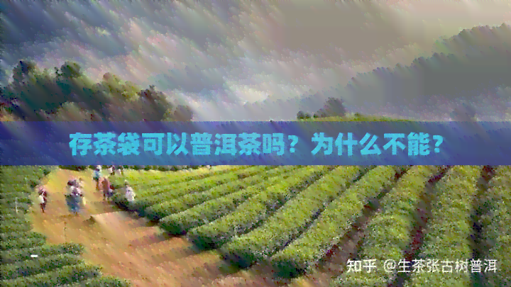 存茶袋可以普洱茶吗？为什么不能？