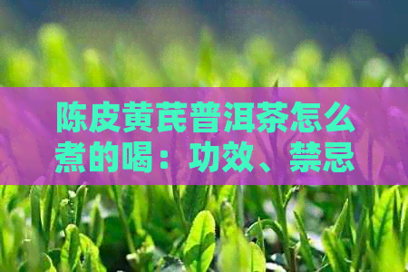 陈皮黄芪普洱茶怎么煮的喝：功效、禁忌与注意事项解析