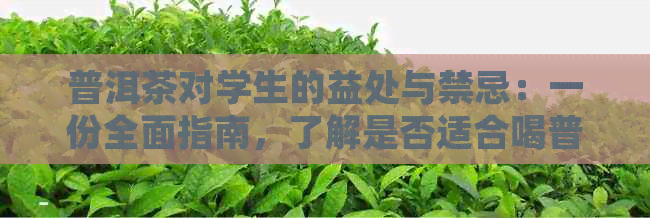 普洱茶对学生的益处与禁忌：一份全面指南，了解是否适合喝普洱茶