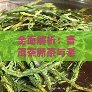 全面解析：普洱茶新茶与老茶的区别及其品质因素