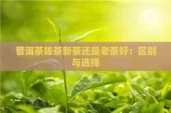 普洱茶陈茶新茶还是老茶好：区别与选择