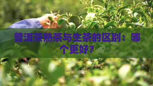 普洱茶熟茶与生茶的区别：哪个更好？