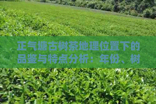 正气塘古树茶地理位置下的品鉴与特点分析：年份、树龄与普洱茶之关联