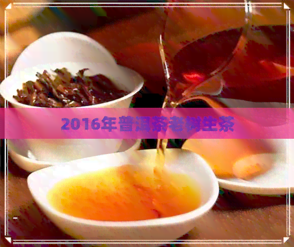 2016年普洱茶老树生茶