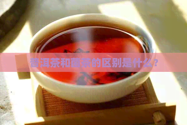 普洱茶和菌茶的区别是什么？