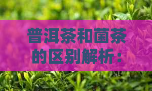 普洱茶和菌茶的区别解析：从发酵程度、口感及健益处等方面进行比较