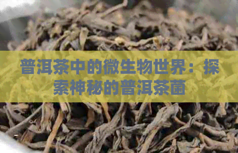 普洱茶中的微生物世界：探索神秘的普洱茶菌