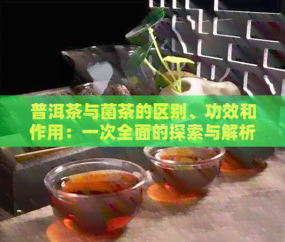 普洱茶与菌茶的区别、功效和作用：一次全面的探索与解析