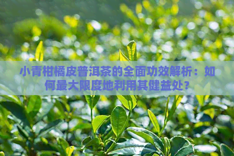 小青柑橘皮普洱茶的全面功效解析：如何更大限度地利用其健益处？