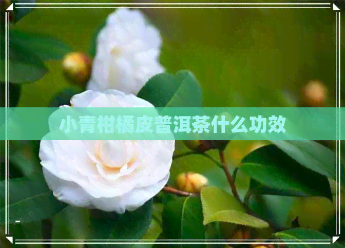 小青柑橘皮普洱茶什么功效