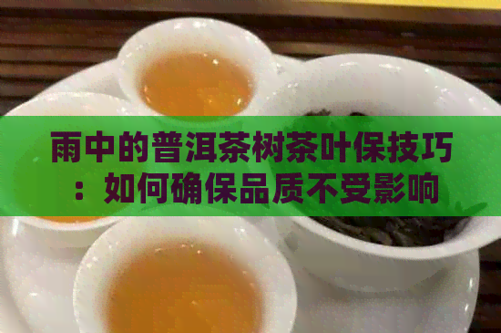 雨中的普洱茶树茶叶保技巧：如何确保品质不受影响