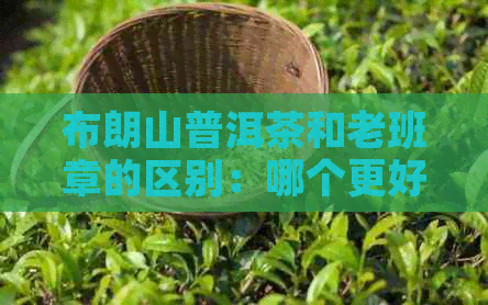 布朗山普洱茶和老班章的区别：哪个更好？生茶价格与古树茶特点。