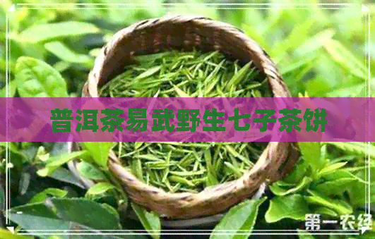 普洱茶易武野生七子茶饼