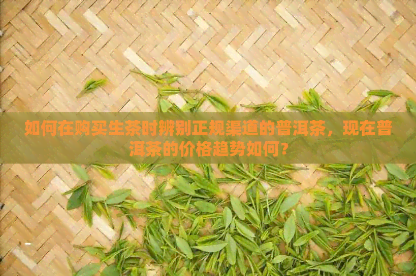 如何在购买生茶时辨别正规渠道的普洱茶，现在普洱茶的价格趋势如何？