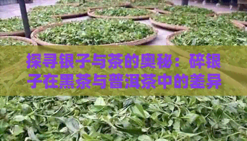 探寻银子与茶的奥秘：碎银子在黑茶与普洱茶中的差异与融合