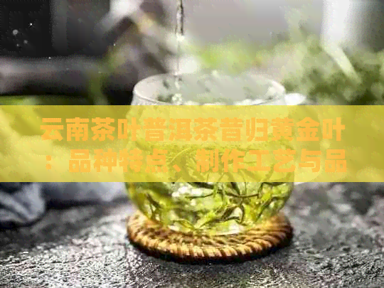 云南茶叶普洱茶昔归黄金叶：品种特点、制作工艺与品饮技巧的全面解析