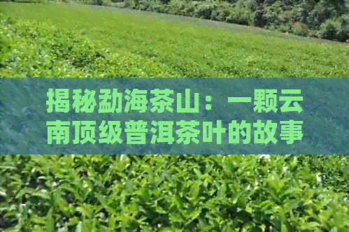 揭秘勐海茶山：一颗云南顶级普洱茶叶的故事