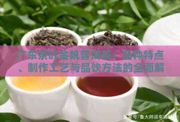 广东茶叶金帆普洱茶：品种特点、制作工艺与品饮方法的全面解析