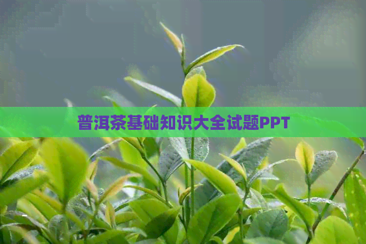 普洱茶基础知识大全试题PPT