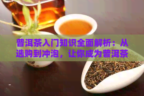 普洱茶入门知识全面解析：从选购到冲泡，让你成为普洱茶专家