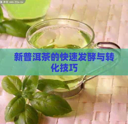 新普洱茶的快速发酵与转化技巧