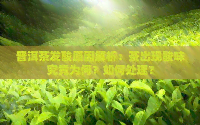 普洱茶发酸原因解析：茶出现酸味究竟为何？如何处理？