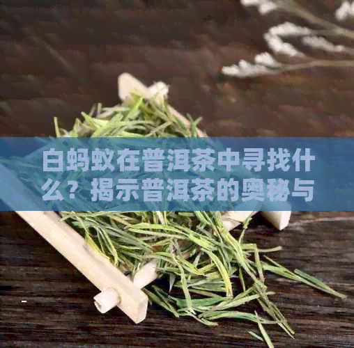 白蚂蚁在普洱茶中寻找什么？揭示普洱茶的奥秘与分类