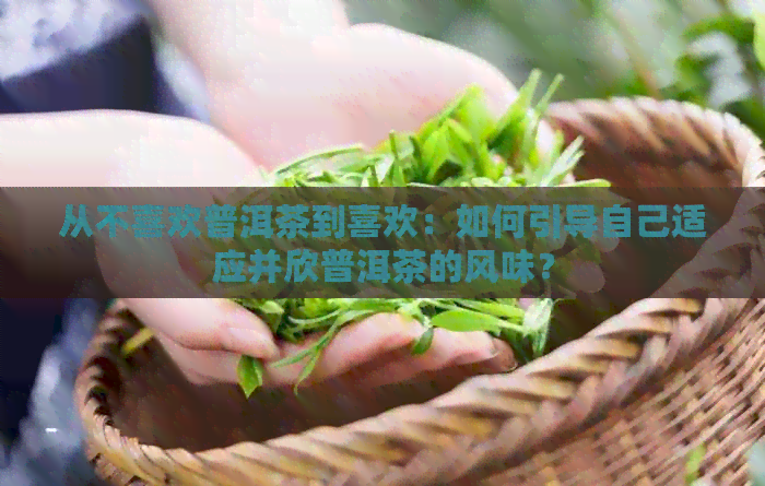 从不喜欢普洱茶到喜欢：如何引导自己适应并欣普洱茶的风味？