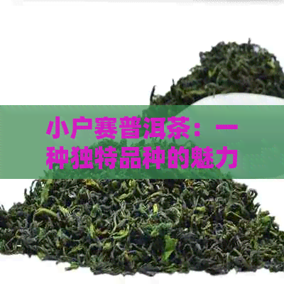 小户赛普洱茶：一种独特品种的魅力解析与口感体验