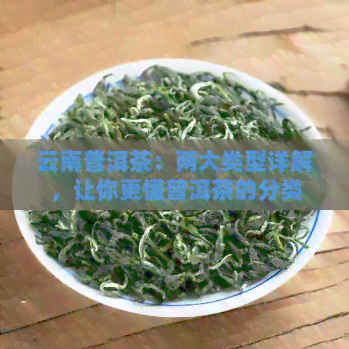 云南普洱茶：两大类型详解，让你更懂普洱茶的分类