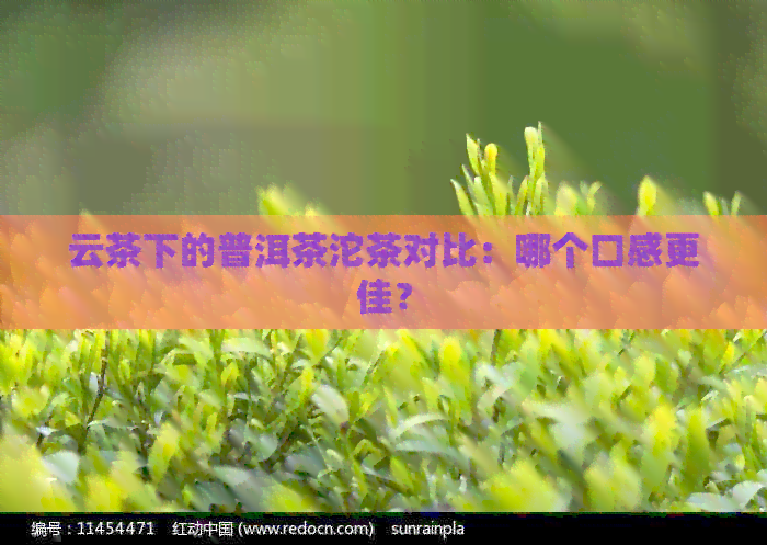 云茶下的普洱茶沱茶对比：哪个口感更佳？