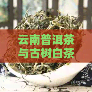 云南普洱茶与古树白茶：一款独具匠心的茶品特点探析