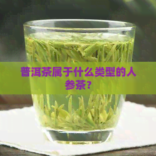 普洱茶属于什么类型的人参茶？