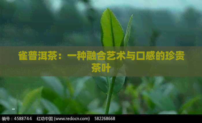 雀普洱茶：一种融合艺术与口感的珍贵茶叶