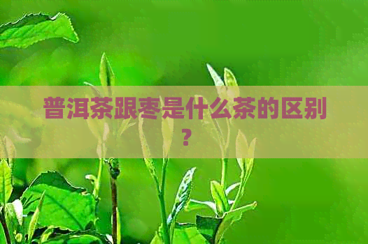 普洱茶跟枣是什么茶的区别？