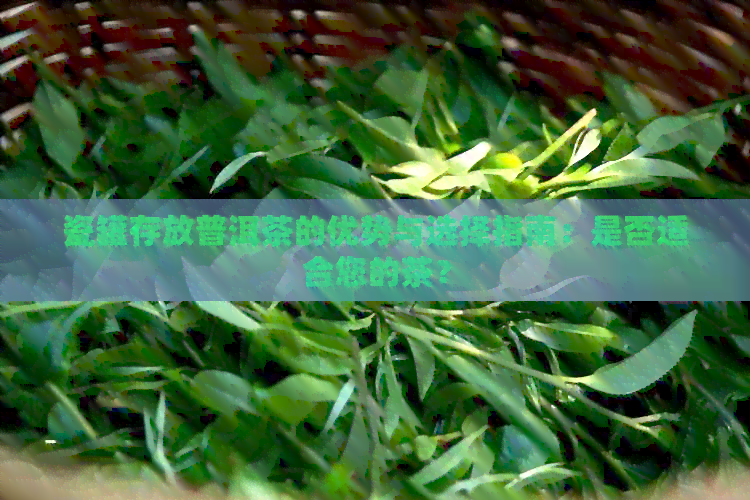 瓷罐存放普洱茶的优势与选择指南：是否适合您的茶？