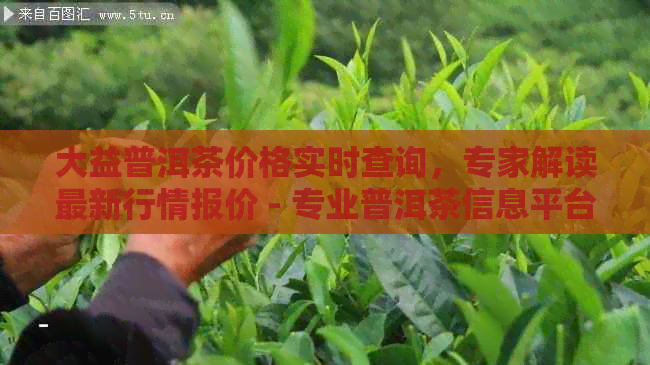 大益普洱茶价格实时查询，专家解读最新行情报价 - 专业普洱茶信息平台