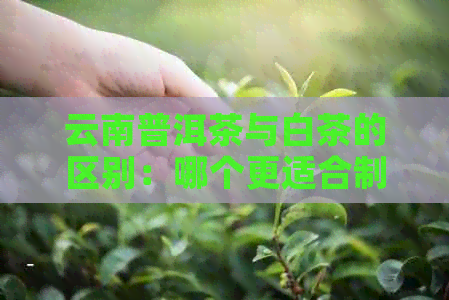 云南普洱茶与白茶的区别：哪个更适合制作白茶？