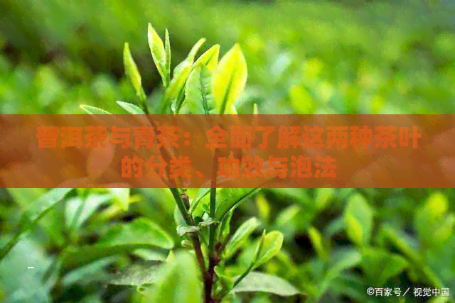 普洱茶与青茶：全面了解这两种茶叶的分类、功效与泡法