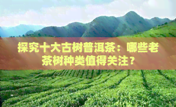 探究十大古树普洱茶：哪些老茶树种类值得关注？