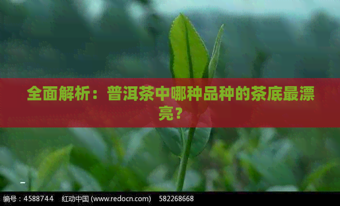 全面解析：普洱茶中哪种品种的茶底最漂亮？