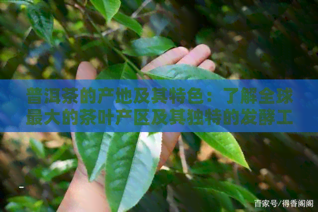 普洱茶的产地及其特色：了解全球更大的茶叶产区及其独特的发酵工艺