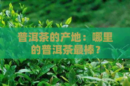 普洱茶的产地：哪里的普洱茶最棒？