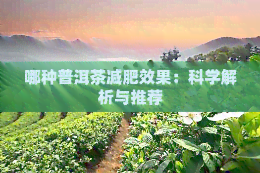 哪种普洱茶减肥效果：科学解析与推荐