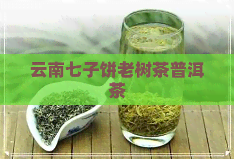 云南七子饼老树茶普洱茶