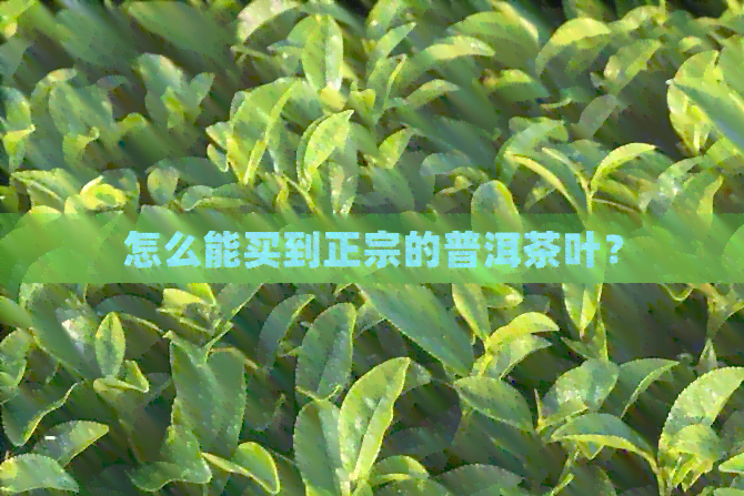 怎么能买到正宗的普洱茶叶？