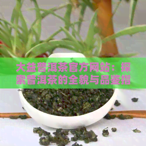 大益普洱茶官方网站：探索普洱茶的全貌与品鉴指南，解答您的所有疑问