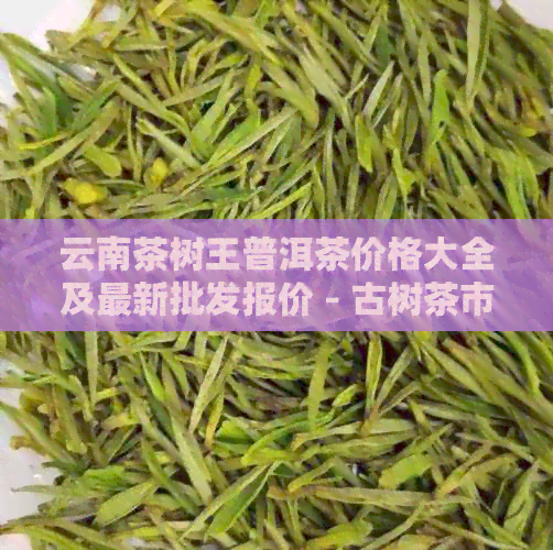 云南茶树王普洱茶价格大全及最新批发报价 - 古树茶市场