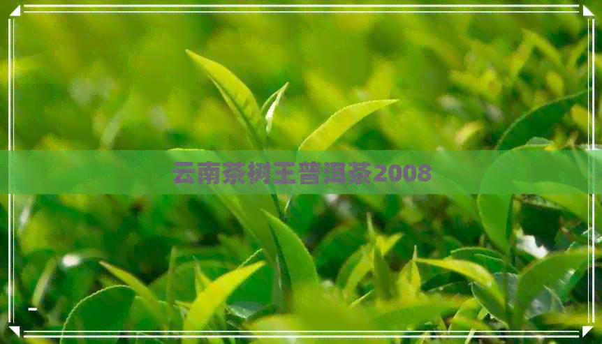 云南茶树王普洱茶2008